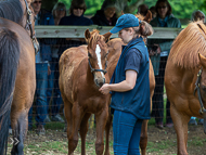 KS300622-22 - Cupboard Love's foal by Territories